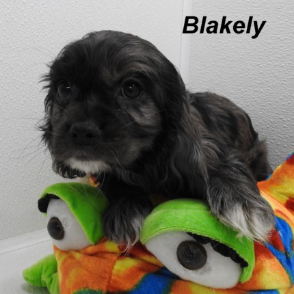 puppy, for, sale, Cockilear, Joe & Cherri  Overlease, dog, breeder, Miller, MO, dog-breeder, puppy-for-sale, forsale, nearby, find, puppyfind, locator, puppylocator, aca